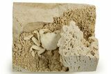 Fossil Crab (Potamon) Preserved in Travertine - Turkey #315133-3